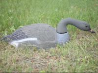 Чучело Гусь Гуменник кормящийся полукорпусной